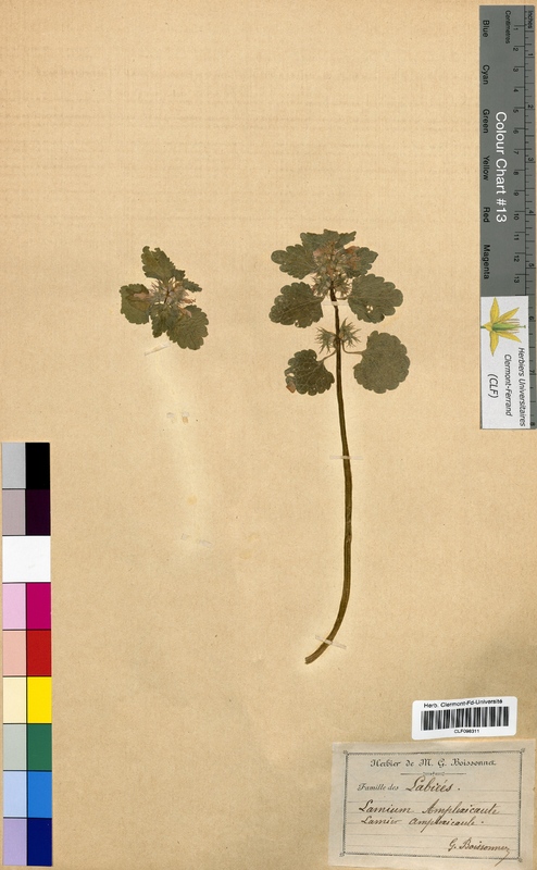 Lamium amplexicaule (Lamiaceae)