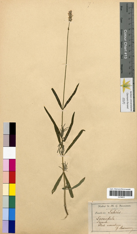 Lavandula angustifolia (Lamiaceae)