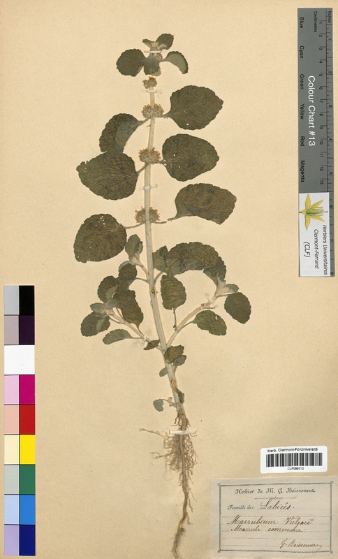 Marrubium vulgare (Lamiaceae)