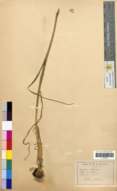 Allium vineale (Alliaceae)