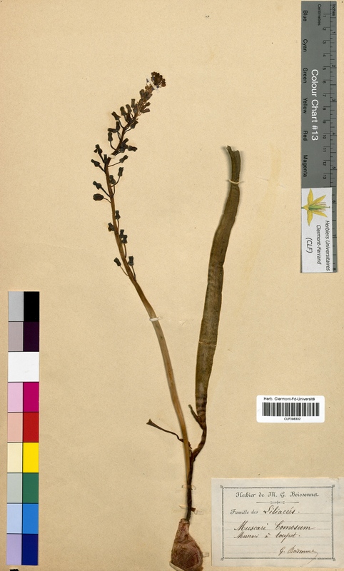 Muscari comosum (Hyacinthaceae)