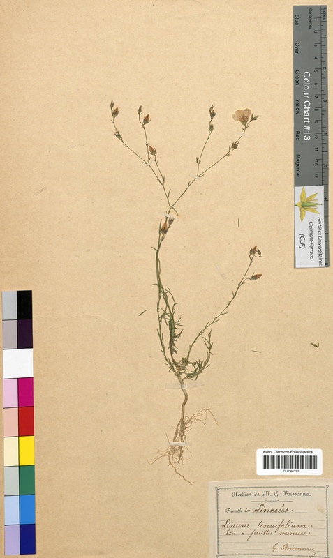 Linum tenuifolium (Linaceae)