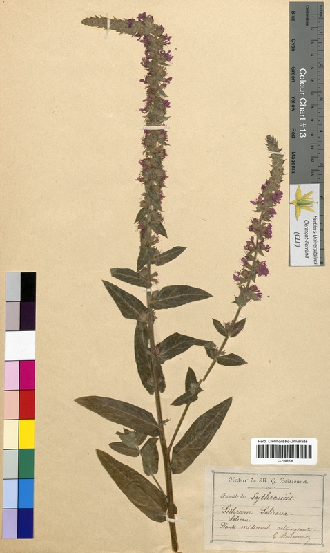 Lythrum salicaria (Lythraceae)