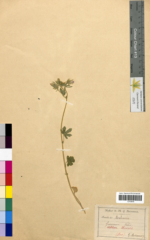 Althaea hirsuta (Malvaceae)