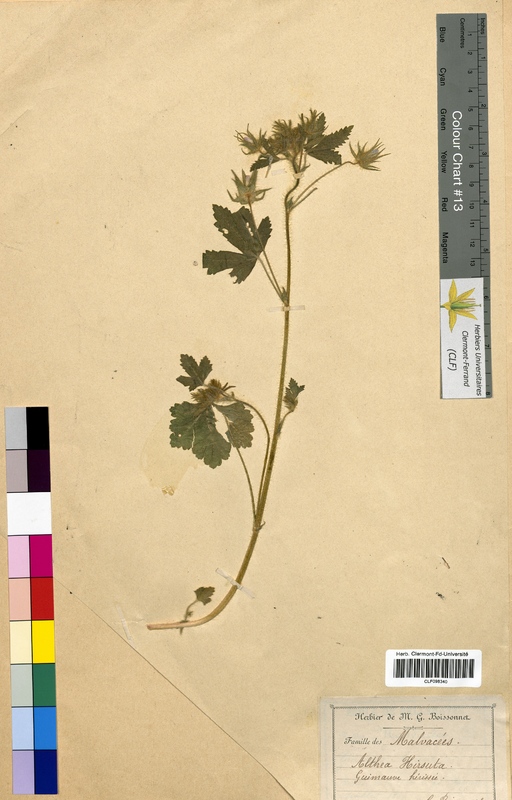 Althaea hirsuta (Malvaceae)