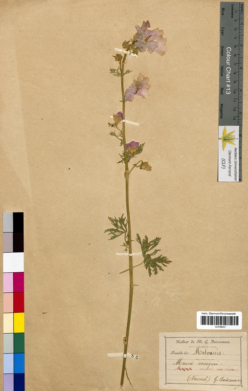 Malva moschata (Malvaceae)