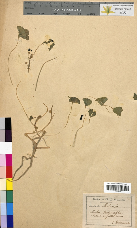 Malva rotundifolia (Malvaceae)