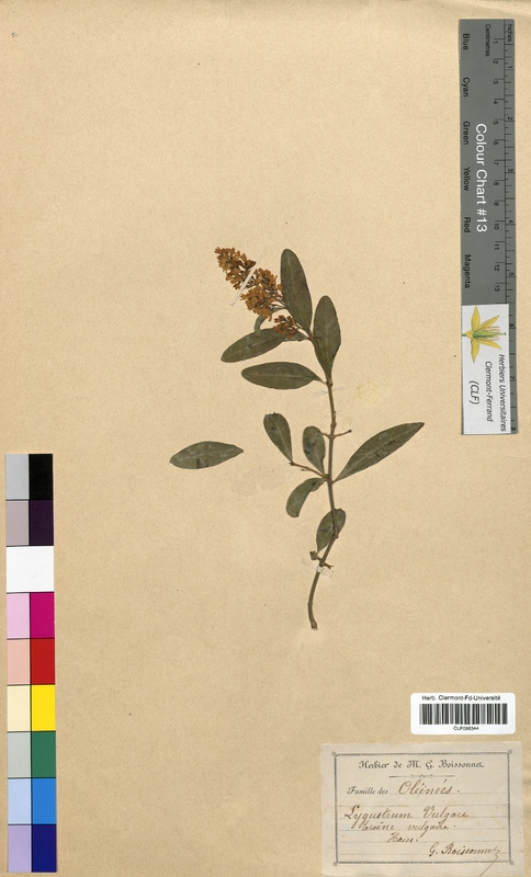 Ligustrum vulgare (Oleaceae)
