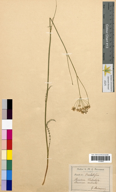 Bunium verticillatum (Apiaceae)