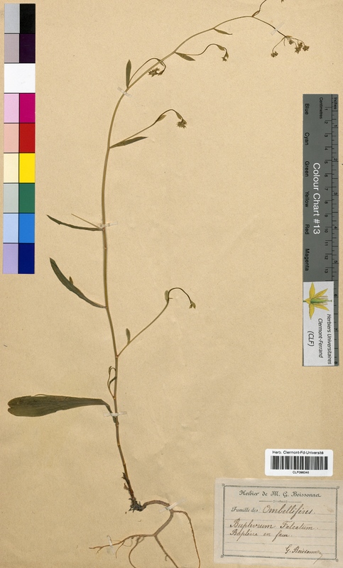 Bupleurum falcatum (Apiaceae)