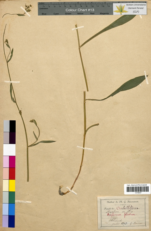 Bupleurum falcatum (Apiaceae)