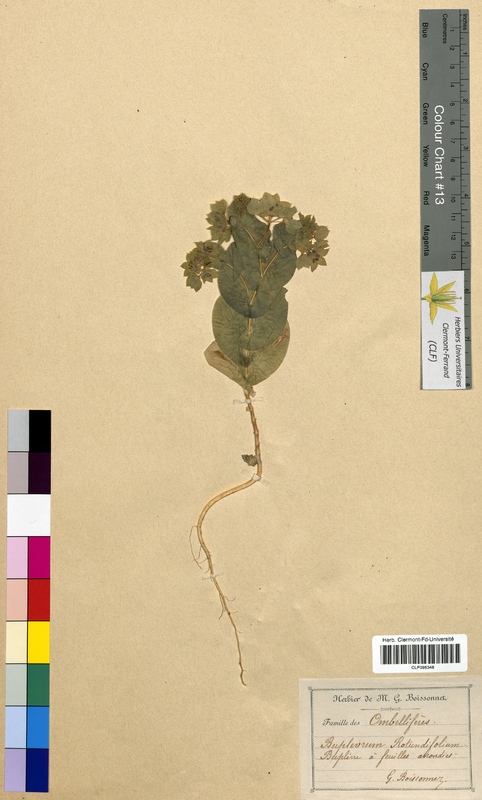 Bupleurum rotundifolium (Apiaceae)