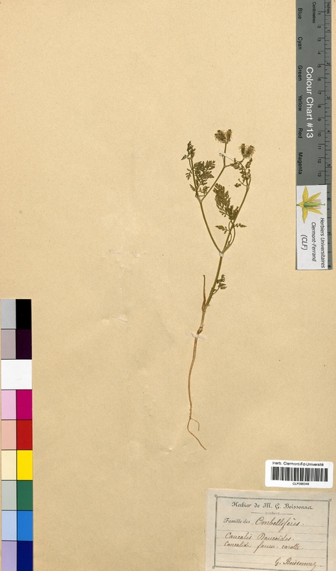 Caucalis daucoides (Apiaceae)