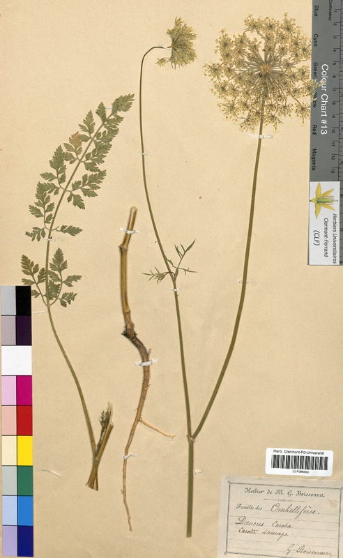 Daucus carota (Apiaceae)