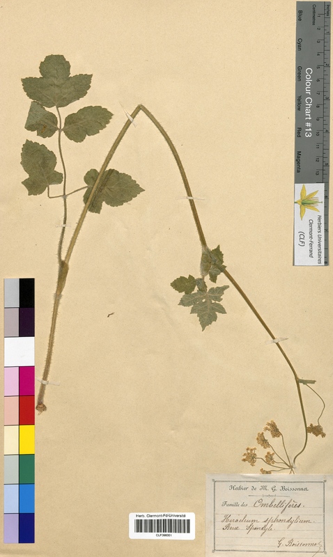 Heracleum sphondylium (Apiaceae)