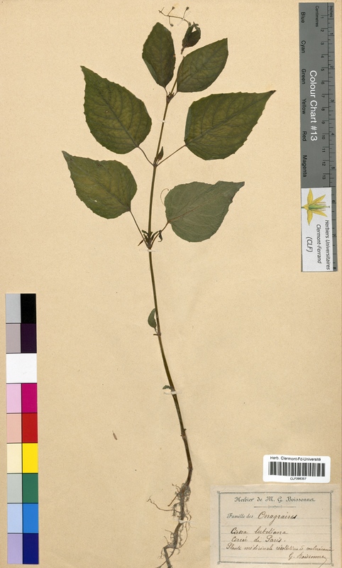 Circaea lutetiana (Onagraceae)