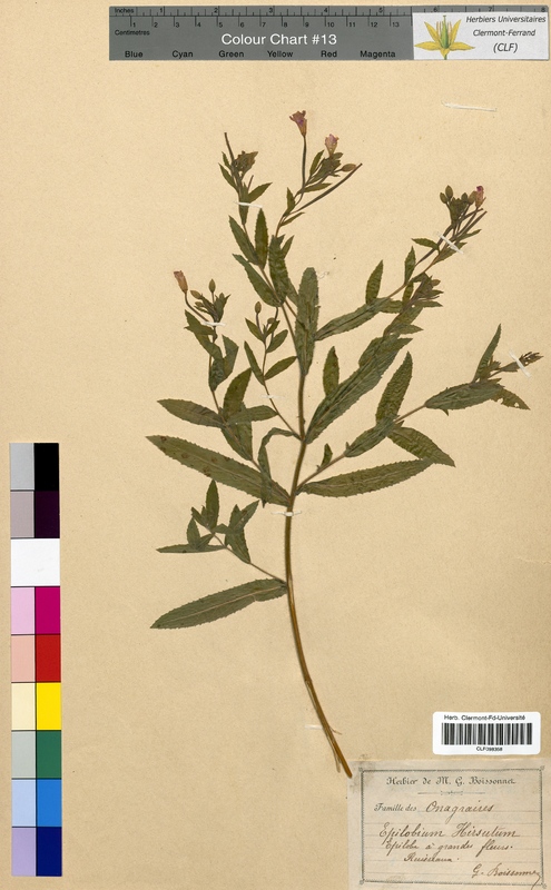 Epilobium hirsutum (Onagraceae)