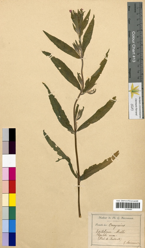 Epilobium molle (Onagraceae)