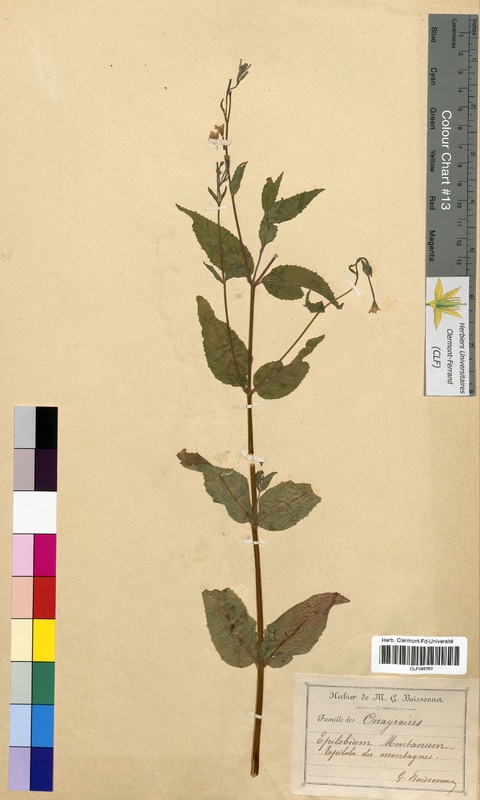 Epilobium montanum (Onagraceae)