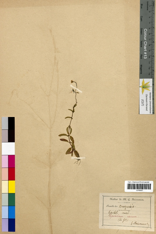 Epilobium roseum (Onagraceae)