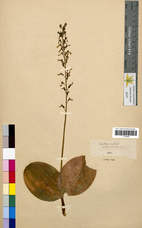 Listera ovata (Orchidaceae)