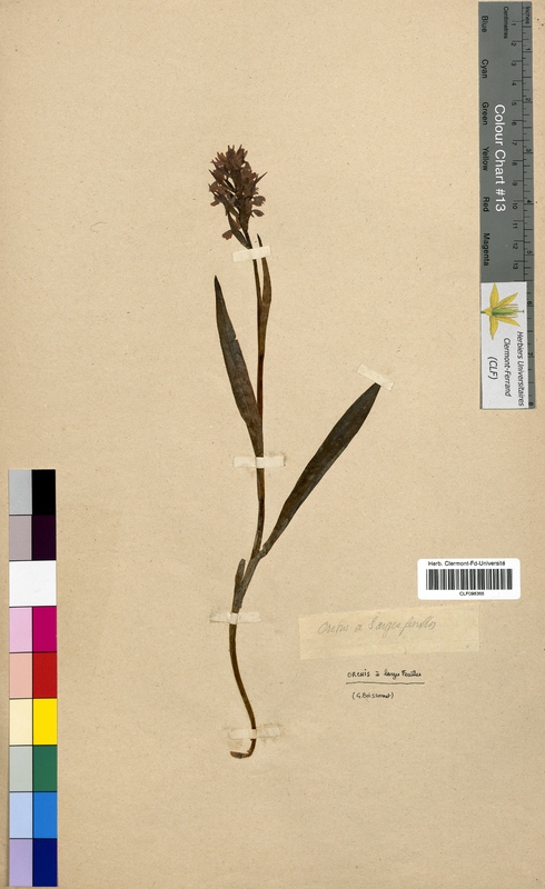 Dactylorhiza latifolia (Orchidaceae)
