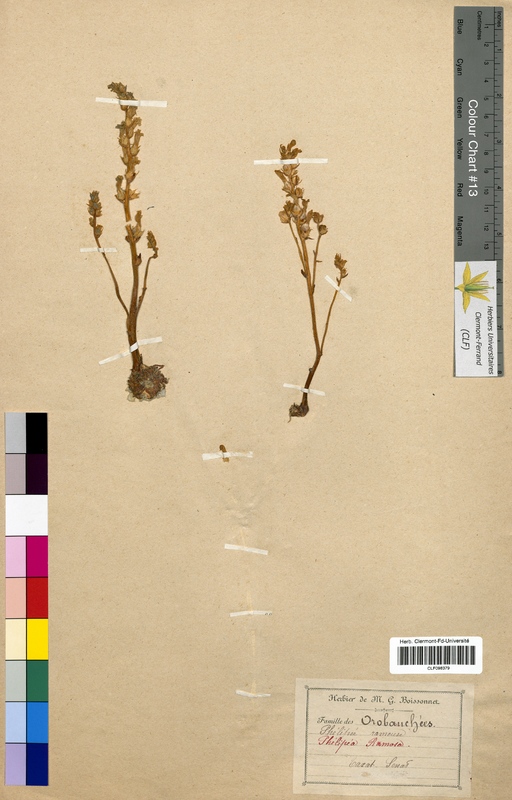 Phelypaea ramosa (Orobanchaceae)