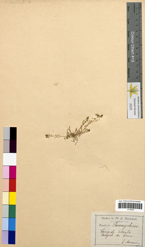 Corrigiola littoralis (Molluginaceae)