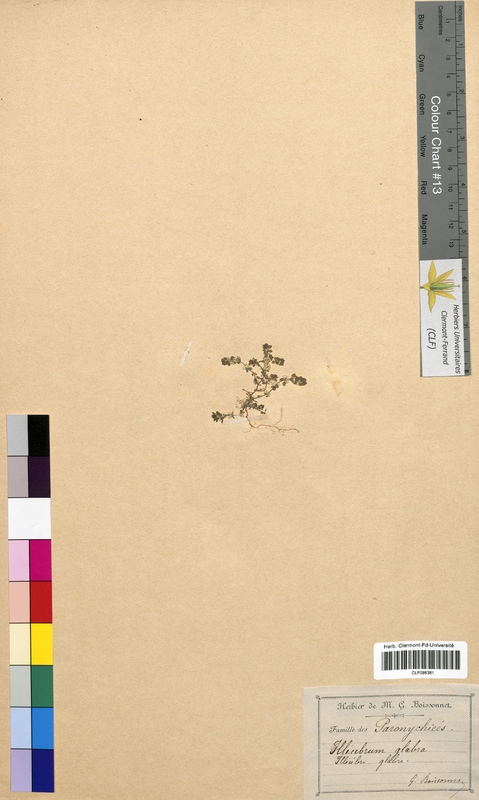 Illecebrum glabra (Illecebraceae)