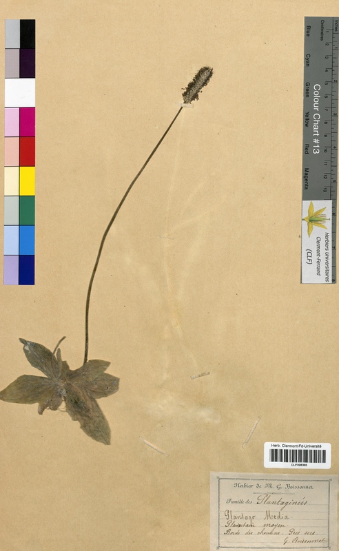 Plantago media (Plantaginaceae)