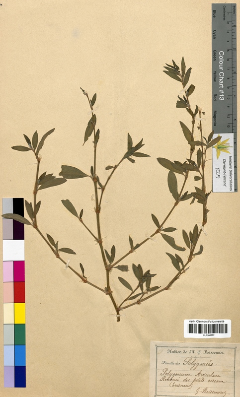 Polygonum aviculare (Polygonaceae)