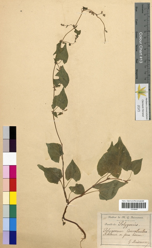 Polygonum convolvulus (Polygonaceae)