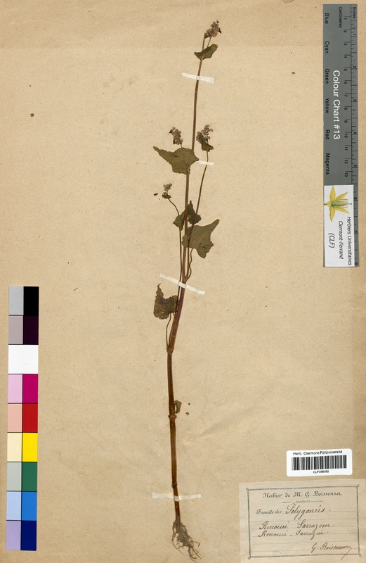 Fagopyrum esculentum (Polygonaceae)