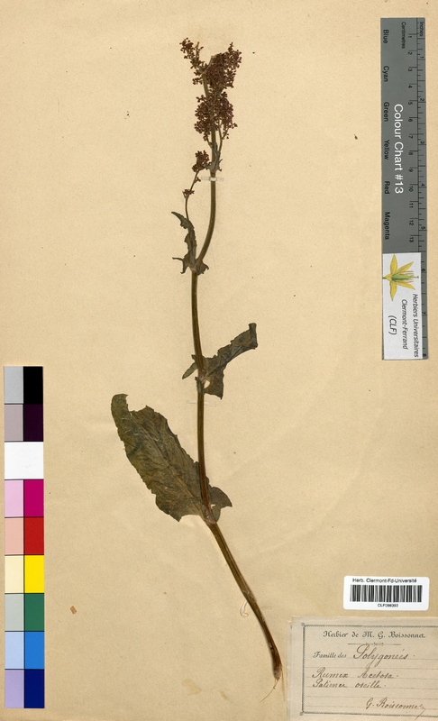 Rumex acetosa (Polygonaceae)