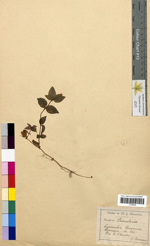 Lysimachia nemorum (Primulaceae)