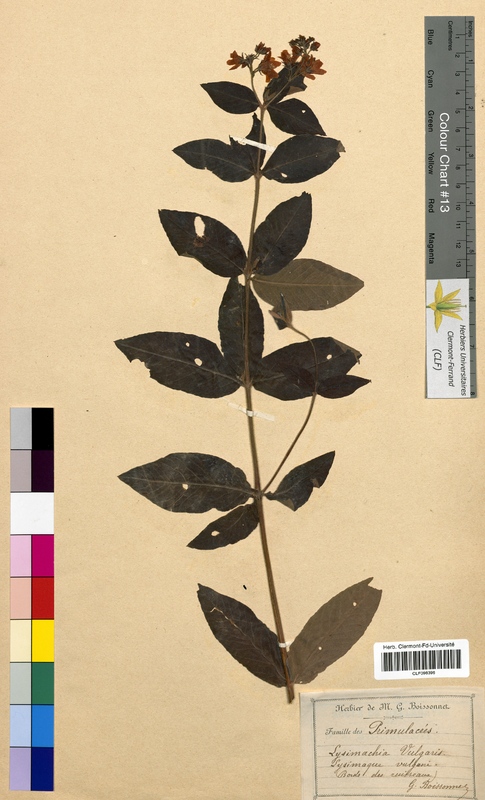 Lysimachia vulgaris (Primulaceae)