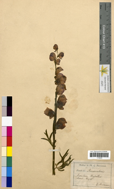 Aconitum napellus (Ranunculaceae)