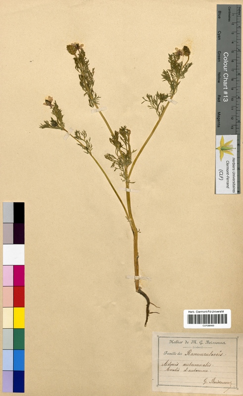 Adonis autumnalis (Ranunculaceae)