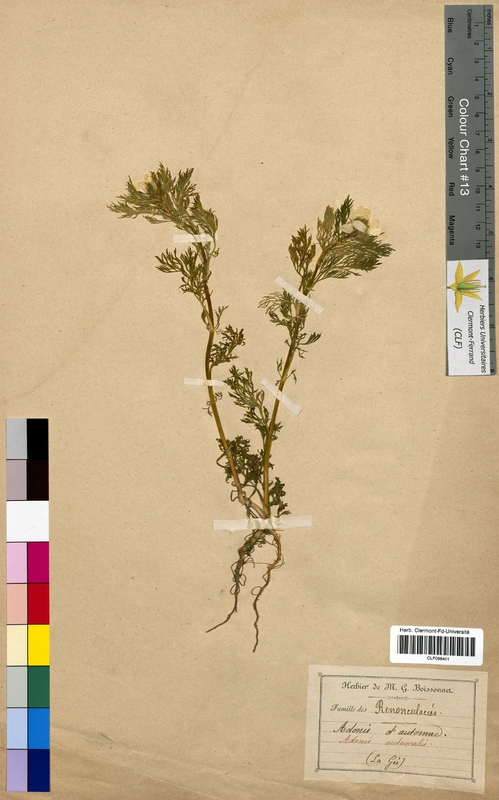 Adonis autumnalis (Ranunculaceae)