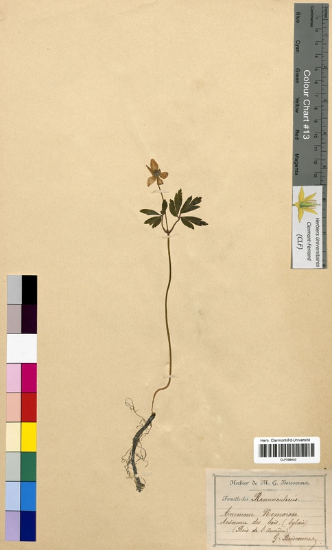 Anemone nemorosa (Ranunculaceae)
