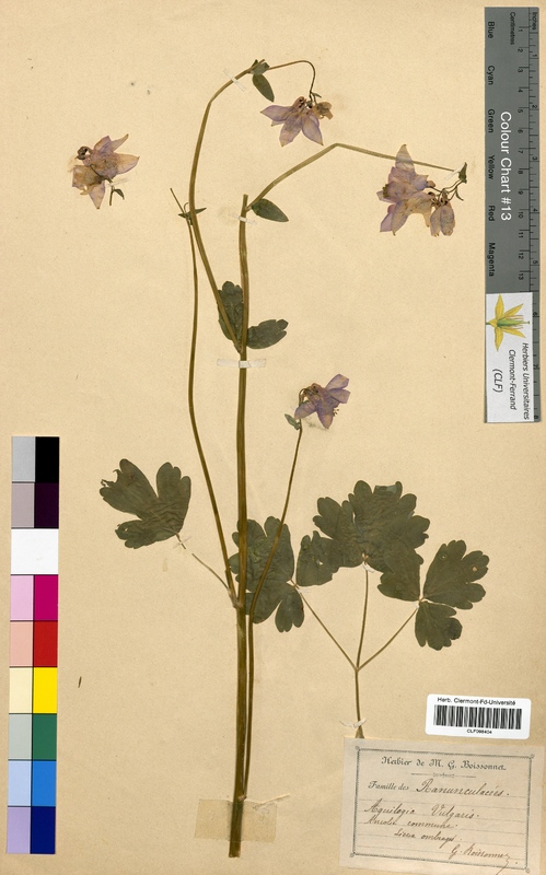 Aquilegia vulgaris (Ranunculaceae)