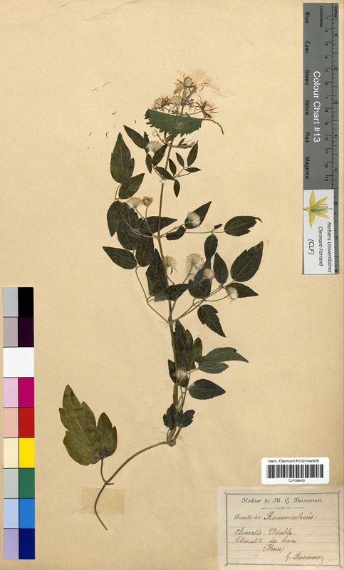 Clematis vitalba (Ranunculaceae)