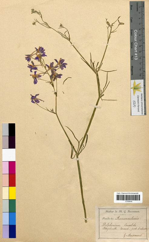 Delphinium consolida (Ranunculaceae)