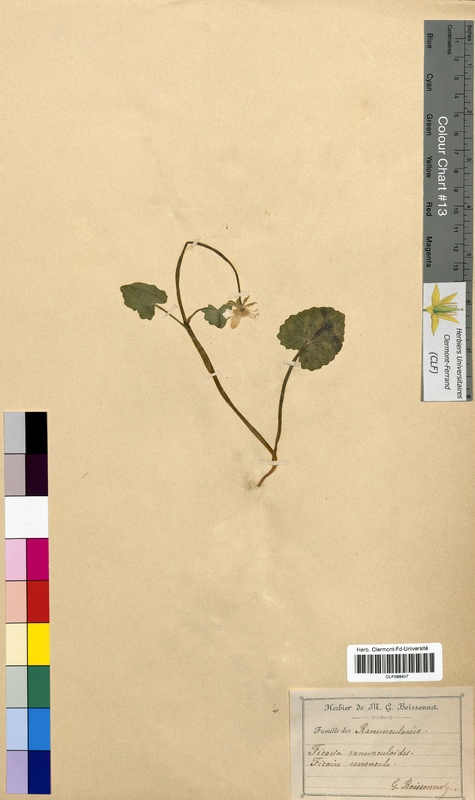 Ficaria ranunculoides (Ranunculaceae)