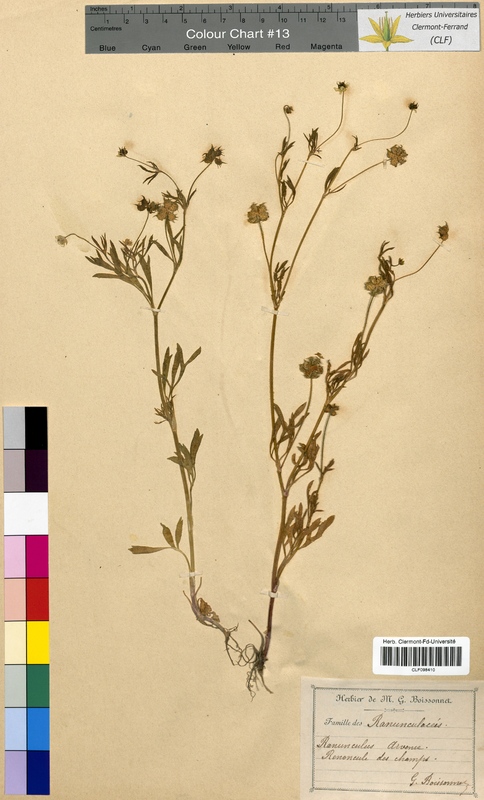 Ranunculus arvensis (Ranunculaceae)