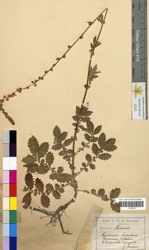 Agrimonia eupatoria (Rosaceae)