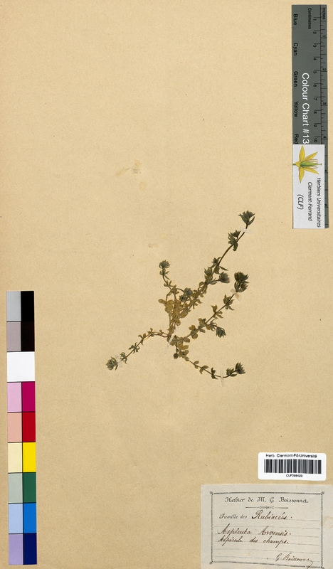 Asperula arvensis (Rubiaceae)