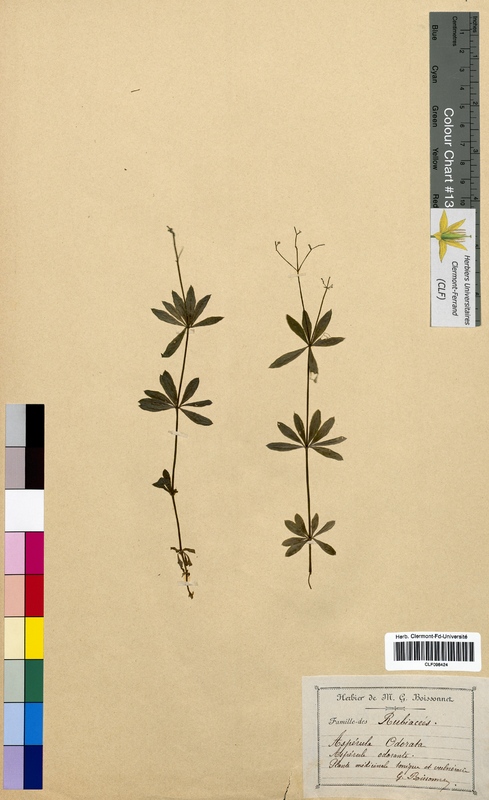 Asperula odorata (Rubiaceae)