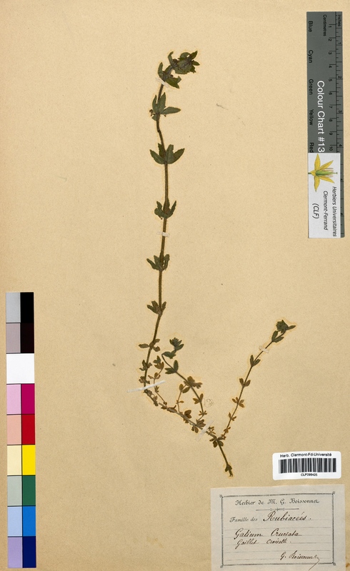 Galium cruciata (Rubiaceae)