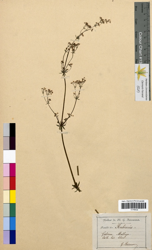 Galium mollugo (Rubiaceae)